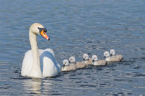 Тундровый Лебедь: Как выглядит, Где обитаем, Чем питается и Интересные ...