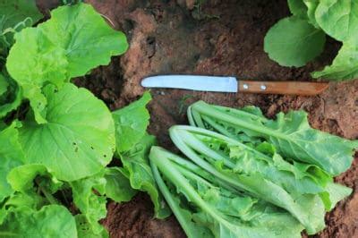The Perfect Lettuce Pluck: 7 Signs It's Ready To Go