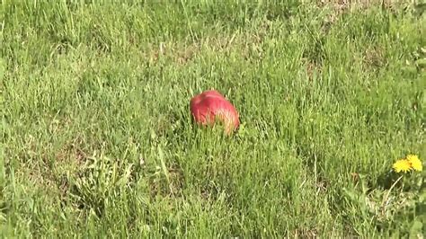 Giorgio Grandi Porn Videos Porn Star Sex Scenes XHamster