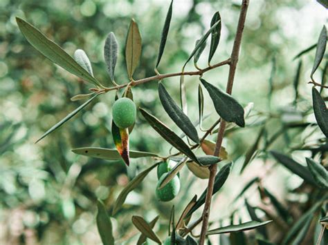 Olivos 이미지 – 찾아보기 3,866 스톡 사진, 벡터 및 비디오 | Adobe Stock