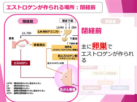 乳がんのホルモン療法について 乳腺科 中頭病院