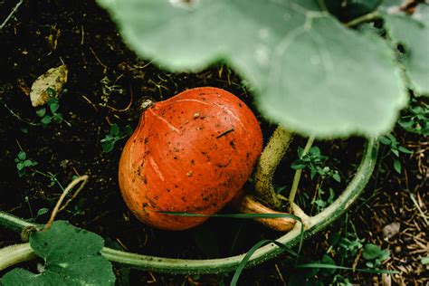 What Do Pumpkin Plant Leaves Look Like - PlantopiaHub - Your Ultimate