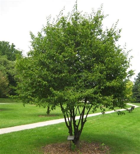 American Hornbeam Tree Ironwood Musclewood Water beech | Etsy