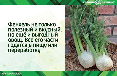 Фенхель. Как возделывать флорентийское лакомство | Гавриш