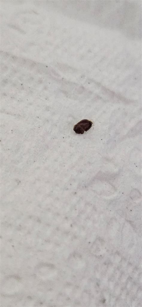 What is this lil bug : r/whatsthisbug