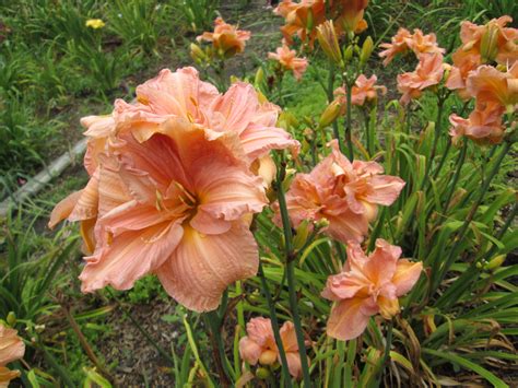 Petal Pusher Daylilies Pink Suede Hues