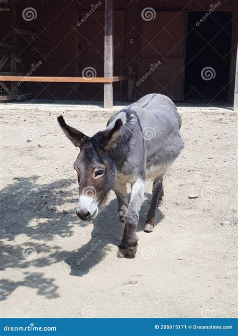 native italy animals 1