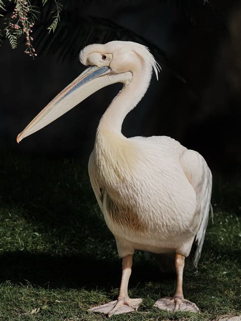 Розовый пеликан — Pelecanus onocrotalus / Статьи / Птицы Европы