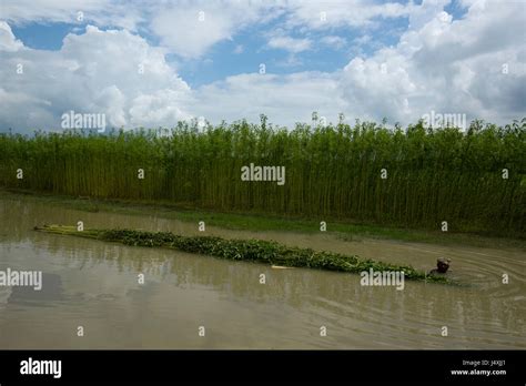 A Jute Field At Bhanga Faridpur Bangladesh Stock Photo Alamy