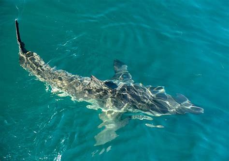 30+ Great White Shark Body Stock Photos, Pictures & Royalty-Free Images