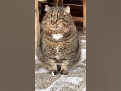 БАРС НА ДОЗОРЕ Barsik is on patrol #catlover #cat #барсик #catvideos # ...