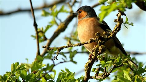 Oiseau Arbre En Chantant Direction Photo Gratuite Sur Pixabay