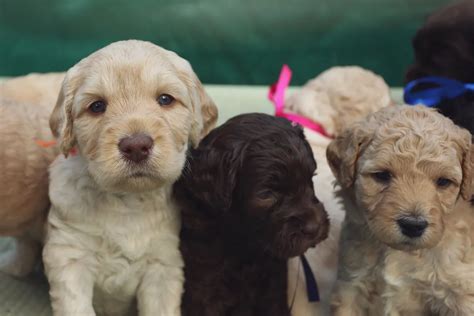 Mini Australian Labradoodles: The Perfect Family Dog