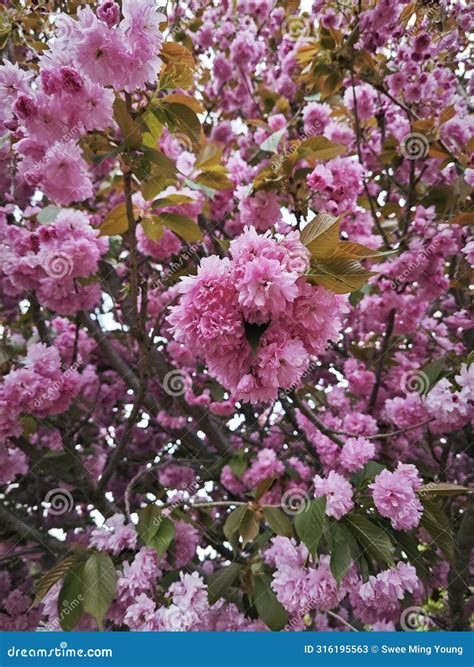 Looking Up At The Beautiful Pink Cherry Blossom Flower Tree Stock