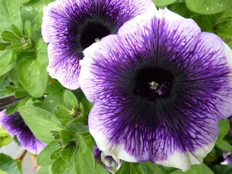Purple Petunia