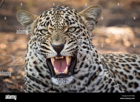 Stunning Looking Male Leopard Snarling At Nearby Safari Vehicle Stock