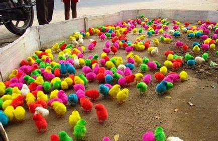 пиленца цветни