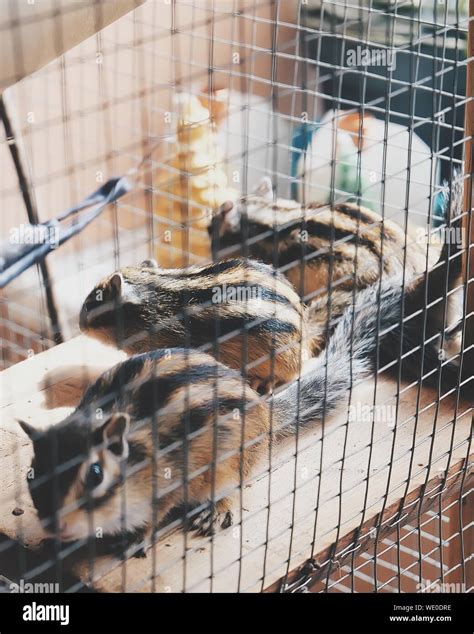 Chipmunk in the cage hi-res stock photography and images - Alamy