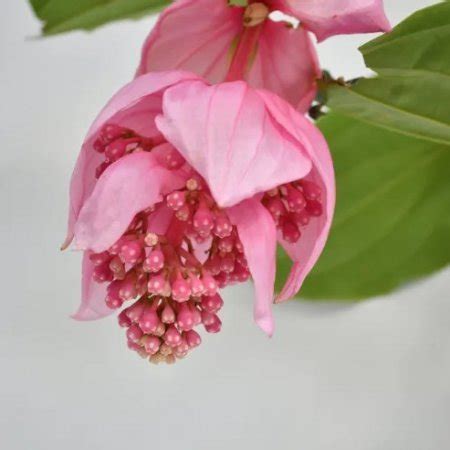 Мединила Магнифика в 17 см саксия