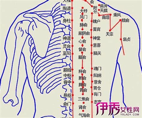 背部经络图大图图片