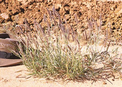 Cenchrus pennisetiformis* | AusGrass2