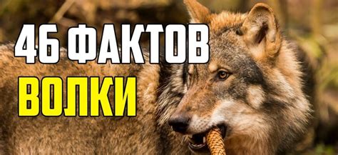 46 ИНТЕРЕСНЫХ ФАКТОВ О ВОЛКАХ: биография, карьера, фото, личная жизнь