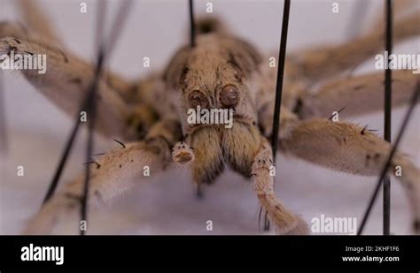 Spider Specimen Dried And Pinned Wolf Spider Close Up Large Eyes And