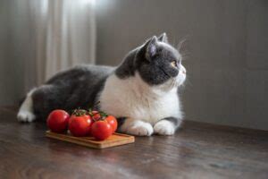 Gato Pode Comer Tomate Revista Meu Pet