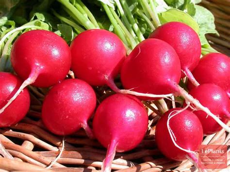 Редис 'Жара' — описание сорта, характеристики | на LePlants.ru