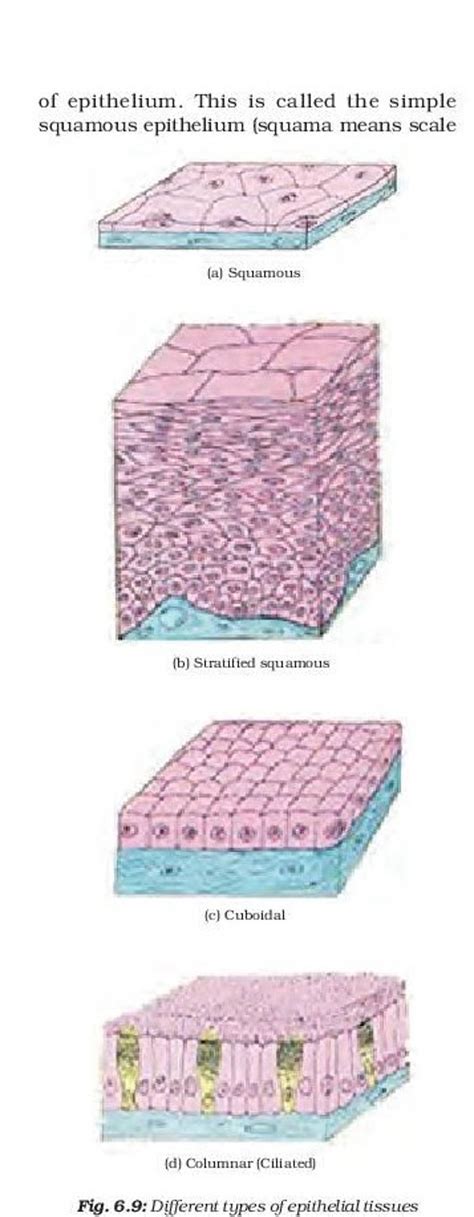 Of Epithelium This Is Called The Simple Squamous Epithelium Squama Mean