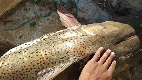 El Surubi M S Grande Que Saque En El Rio Bermejo Pescando Con Sombra