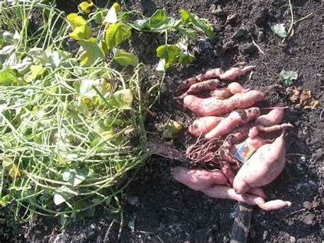 Копаем батат: Победа-100 - YouTube