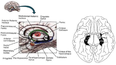 Left Panel Medial Temporal Lobe Structures And Their Connections