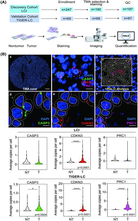 Single‐cell biology uncovers apoptotic cell death and its sp ... 