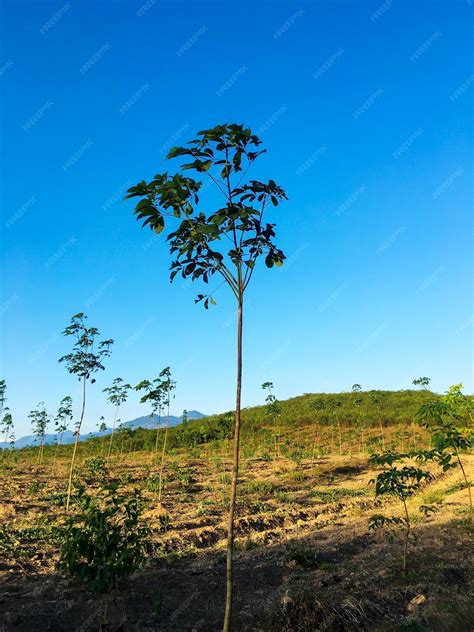 Premium Photo Rubber Tree Latex Rubber Plantation And Tree Rubber