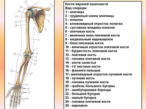 Кости верхних конечностей - презентация онлайн