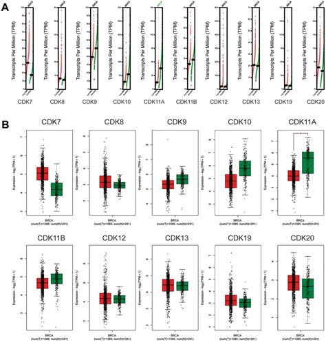 Expression And Prognostic Value Of Transcription Associated Cyclin