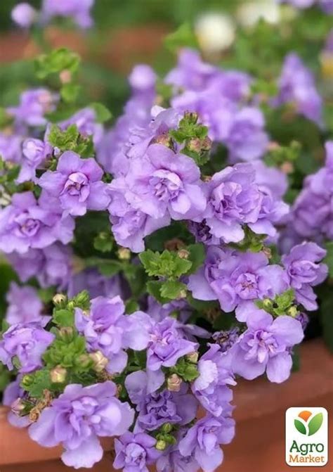 Бакопа Махровая Ампельная "Baristo Double Lavender" - Садовые цветы ...