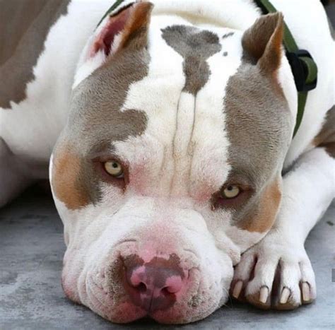 beaitiful bully pitbull beautiful dogs pitbull puppies pitbulls