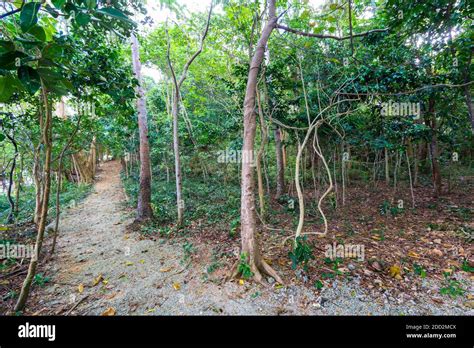 An Island Forest Trail In El Nido Palawan Philippines Stock Photo Alamy