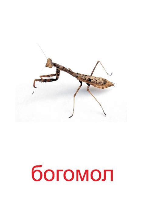 Насекомые для детей — Все для детского сада