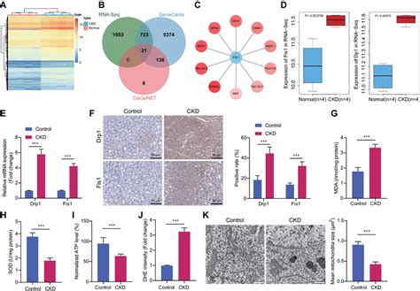 Drp1 Fis1 Axis Accelerates Mitochondrial Dysfunction In The Cerebral