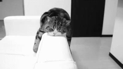 Lazy Cat GIF - Lazy Cat - Discover & Share GIFs