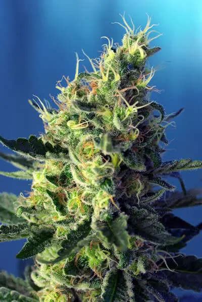 Noticias Novedades Efectos Y Estudios Del CBD Cannabidiol