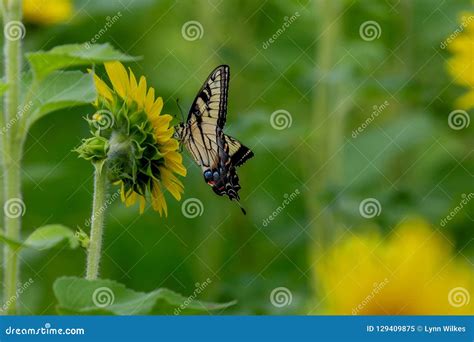 Mariposa En Un Girasol Imagen De Archivo Imagen De Campo