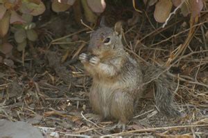 California Ground Squirrel Facts - NatureMapping