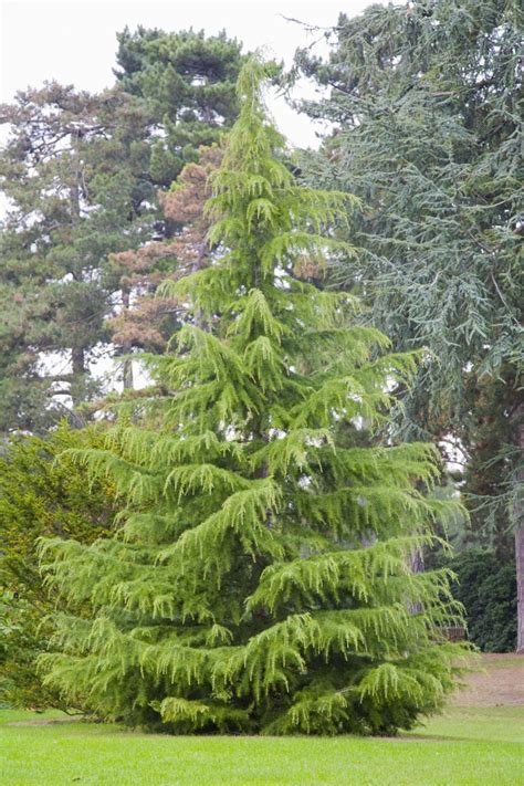 Growing the Deodar Cedar (Cedrus deodara)