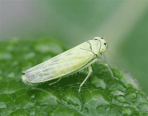 Leaf Hopper | Florida Environmental Pest Management