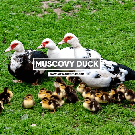 Buy Muscovy Duck For Sale Philippines Alpha Agventure Farms