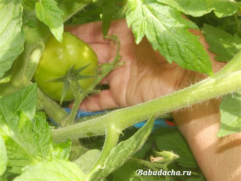 Морозко томат описание сорта характеристика